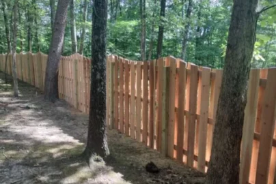 Trees on Property Line Disputes