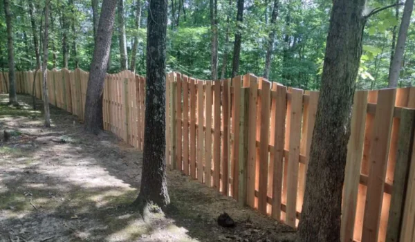 Trees on Property Line Disputes